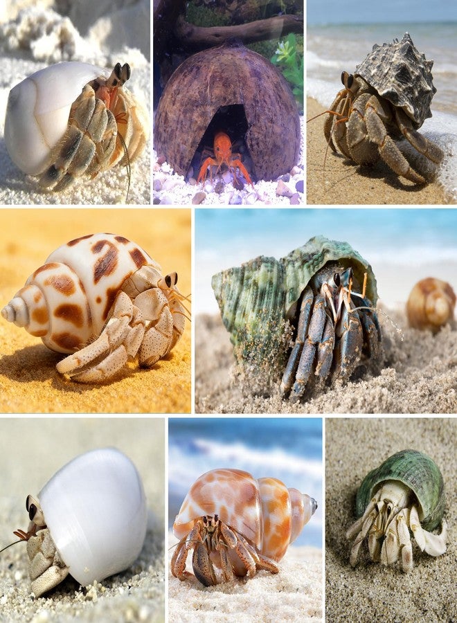 SINKOO Hermit Crab Shells Natural Coconut Shell Hut Artificial Plants 19 PCS Decoration Supplies House Tank - Image 5
